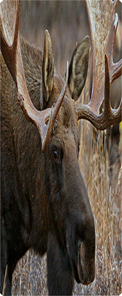 Gone Hunting (Moose)